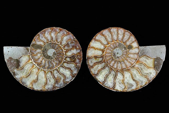 Cut & Polished Ammonite Fossil - Agatized #78582